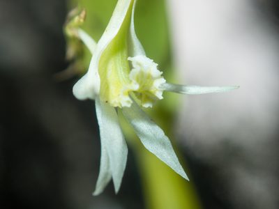 Dendrobium kratense, photographed by Gerard Chartier