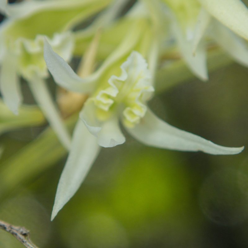 Dendrobium kratense, photographed by Gerard Chartier