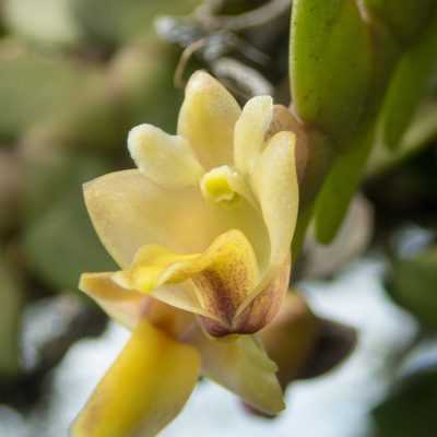 Dendrobium leonis, photographed by Gerard Chartier