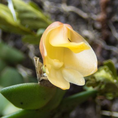 Dendrobium leonis, photographed by Gerard Chartier