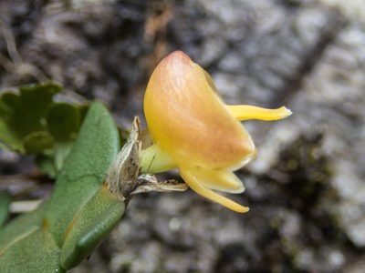 Dendrobium leonis, photographed by Gerard Chartier