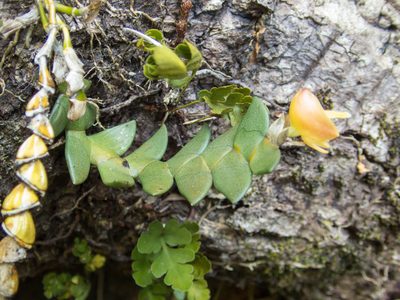 Dendrobium leonis, photographed by Gerard Chartier