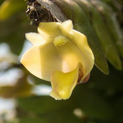 Dendrobium leonis, photographed by Gerard Chartier