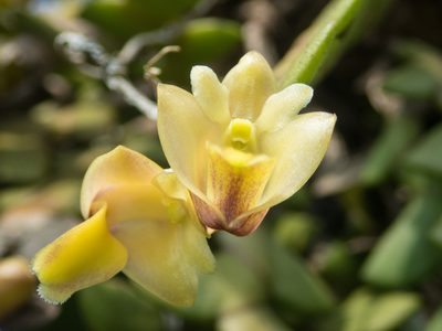Dendrobium leonis, photographed by Gerard Chartier