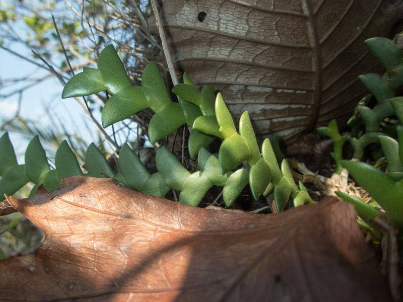 Dendrobium leonis, photographed by Gerard Chartier