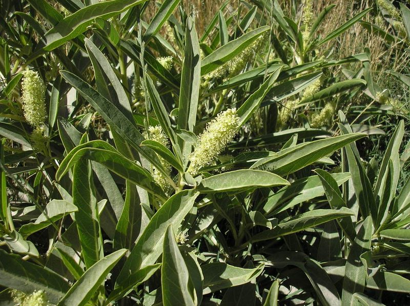 Phytolacca tetramera, photographed by Anabela Plos