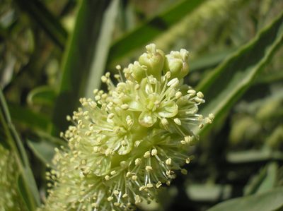 Phytolacca tetramera, photographed by Anabela Plos