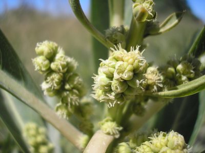 Phytolacca tetramera, photographed by Anabela Plos