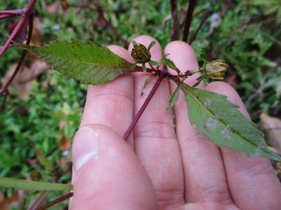 Bidens connata, photographed by Griffin Bray