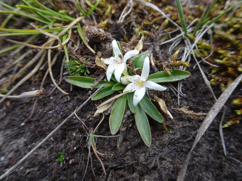 Lysipomia laciniata, photographed by Fabien Anthelme