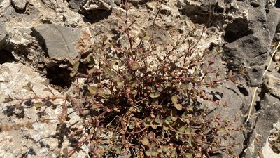 Euphorbia arizonica, photographed by CK2AZ