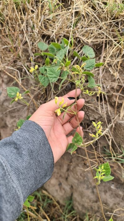 Rhynchosia burkartii, photographed by Sol Quipildor