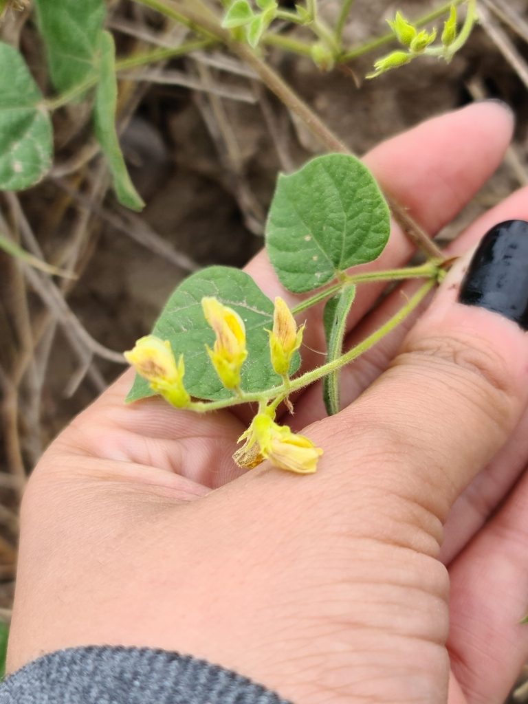Rhynchosia burkartii, photographed by Sol Quipildor