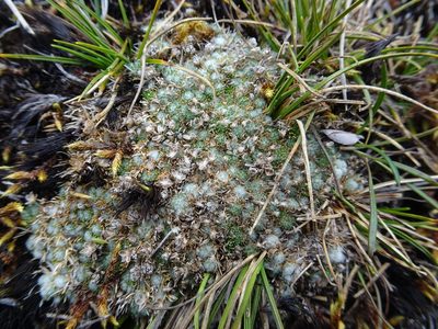 Paepalanthus lodiculoides, photographed by Fabien Anthelme