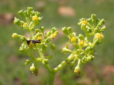 Cyphostemma schlechteri, photographed by Mahomed Desai