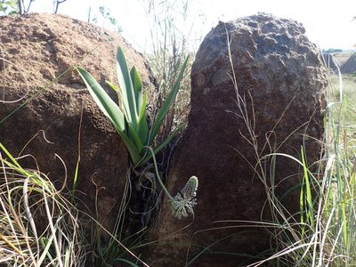 Ledebouria asperifolia, photographed by Mahomed Desai