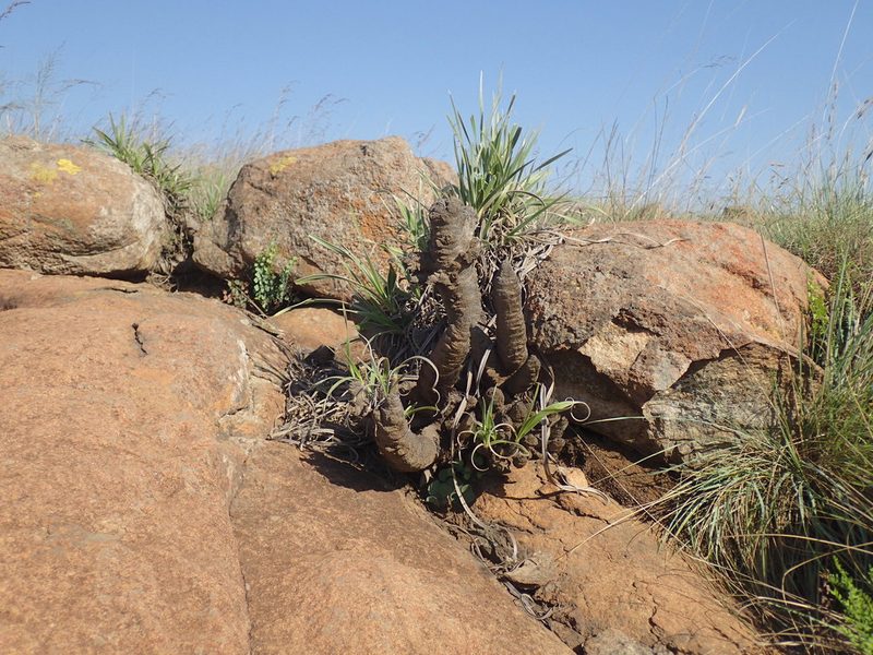 Xerophyta vallispongolana, photographed by Mahomed Desai
