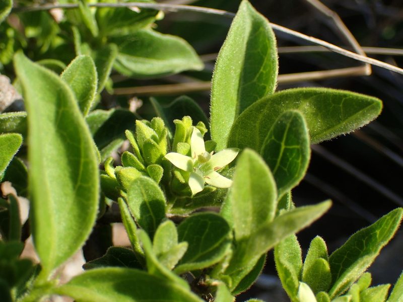 Vangueria macrocalyx, photographed by Mahomed Desai