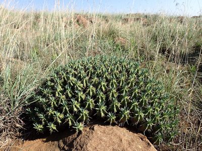 Euphorbia pulvinata, photographed by Mahomed Desai