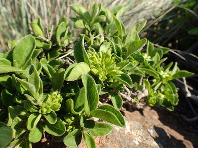 Vangueria macrocalyx, photographed by Mahomed Desai