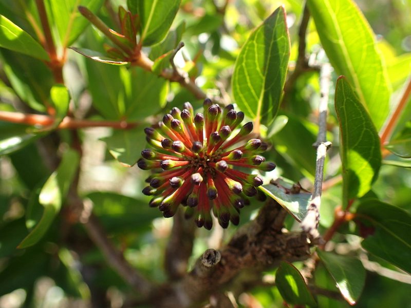 Cephalanthus natalensis, photographed by Mahomed Desai
