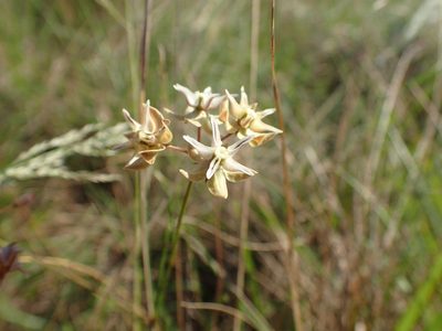 Asclepias aurea, photographed by Mahomed Desai