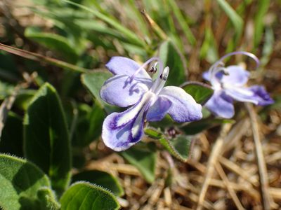 Rotheca hirsuta, photographed by Mahomed Desai