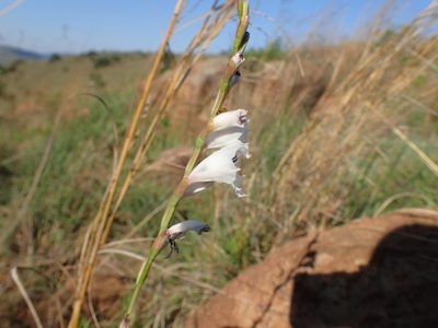 Gladiolus woodii, photographed by Mahomed Desai