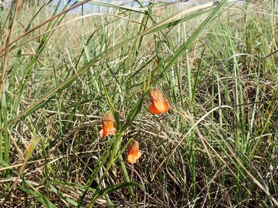 Hermannia cristata, photographed by Mahomed Desai