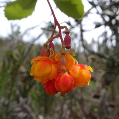 Berberis goudotii, photographed by Fabien Anthelme
