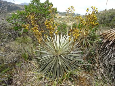 Espeletia argentea, photographed by Fabien Anthelme