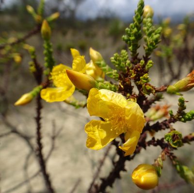 Hypericum goyanesii, photographed by Fabien Anthelme