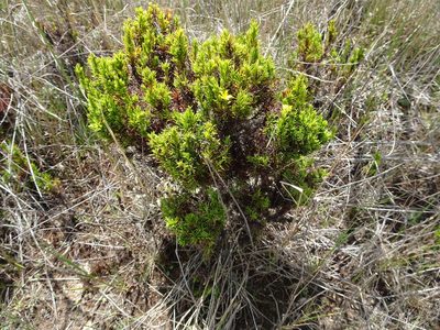 Hypericum juniperinum, photographed by Fabien Anthelme