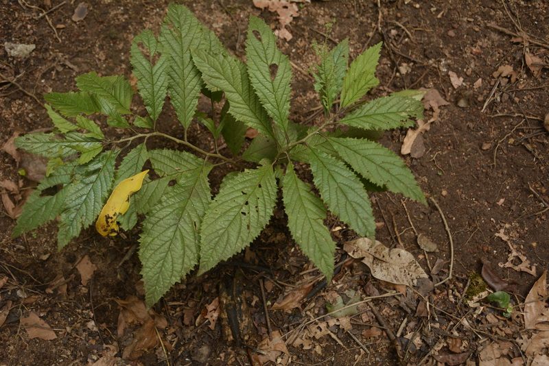 Embelia tsjeriam-cottam, photographed by Siddarth Machado