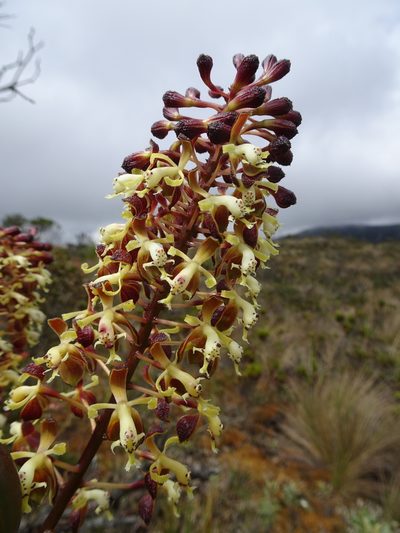 Epidendrum cylindraceum, photographed by Fabien Anthelme