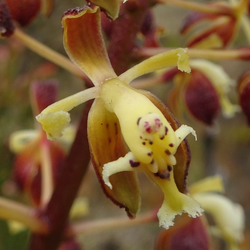 Epidendrum cylindraceum, photographed by Fabien Anthelme