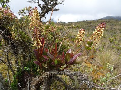 Epidendrum cylindraceum, photographed by Fabien Anthelme