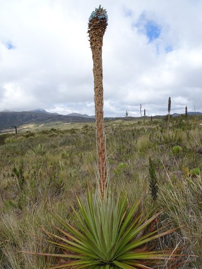 Puya santosii, photographed by Fabien Anthelme