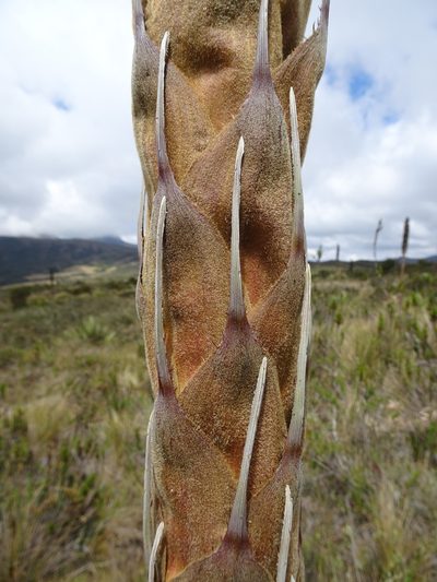Puya santosii, photographed by Fabien Anthelme