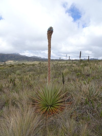Puya santosii, photographed by Fabien Anthelme
