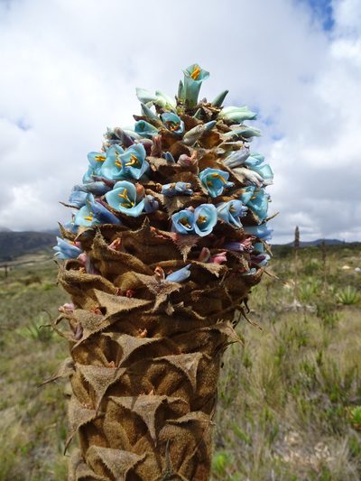 Puya santosii, photographed by Fabien Anthelme
