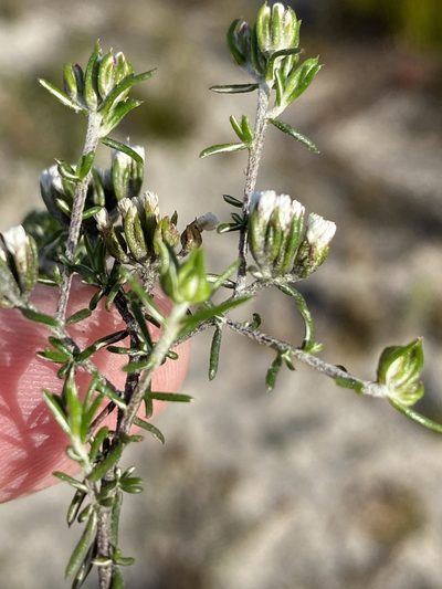 Metalasia tenuifolia, photographed by Dave U