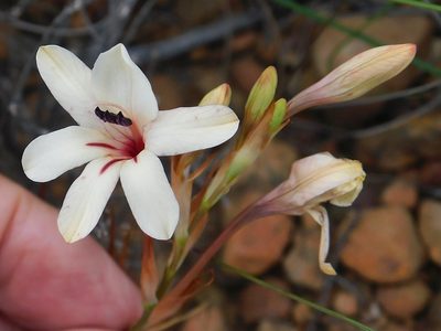 Tritonia cooperi, photographed by Klaus Wehrlin