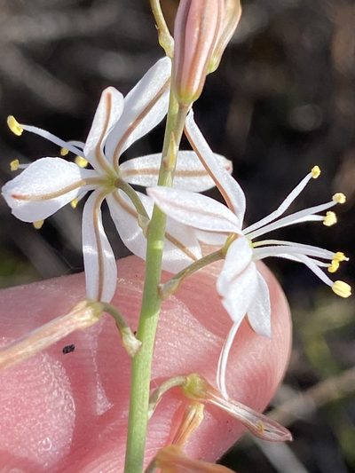 Trachyandra hirsuta, photographed by Dave U