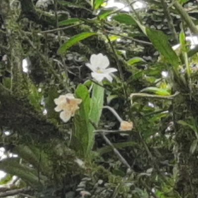 Miltoniopsis warszewiczii, photographed by Arthur de Jesús Chavarría Pérez