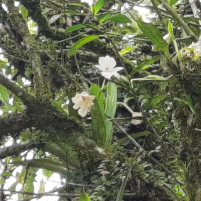 Miltoniopsis warszewiczii, photographed by Arthur de Jesús Chavarría Pérez