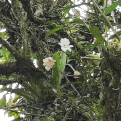 Miltoniopsis warszewiczii, photographed by Arthur de Jesús Chavarría Pérez