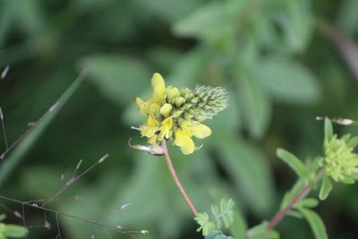 Dalea lutea, photographed by José Belem Hernández Díaz