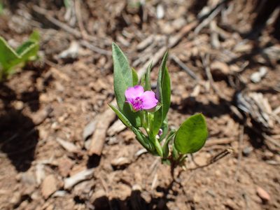 Polygala amatymbica, photographed by Mahomed Desai