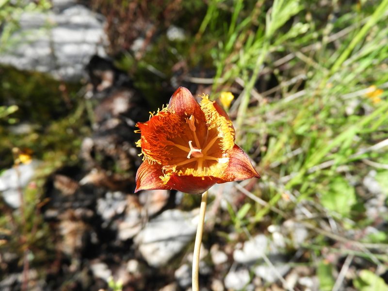 Calochortus marcellae, photographed by Leticia Jiménez Hernández